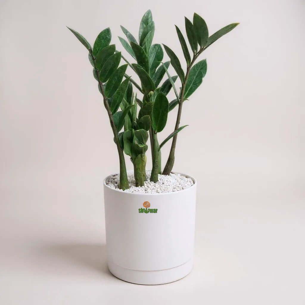 ZZ plant in a high-quality white planter, perfect for indoor spaces. Low maintenance houseplant for homes and offices.