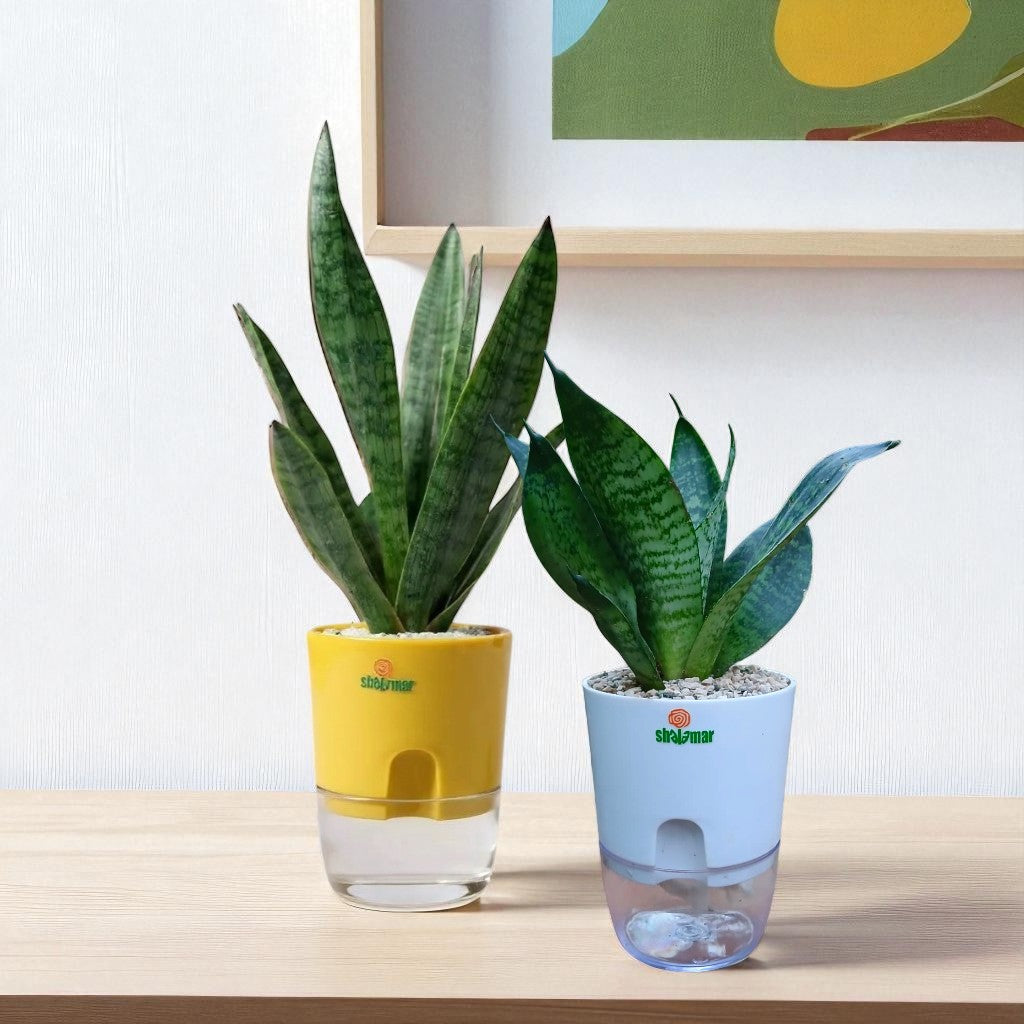 Set of 2 - Snake Plant Hahnii and Trifasciata