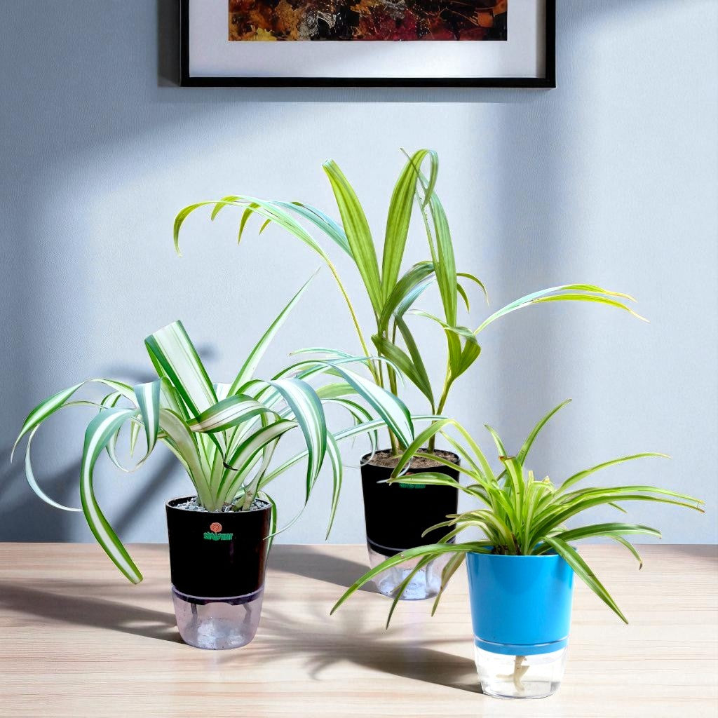 Set of 3 - Areca, Spider green and variegated