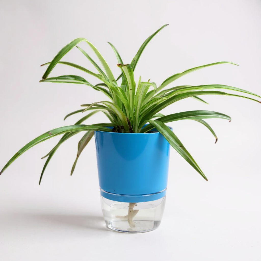 Chlorophytum Variegated Spider Plant