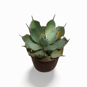 Agave potatorum - Shalamar Nurseries & LandscapersShalamar Nurseries & Landscapers