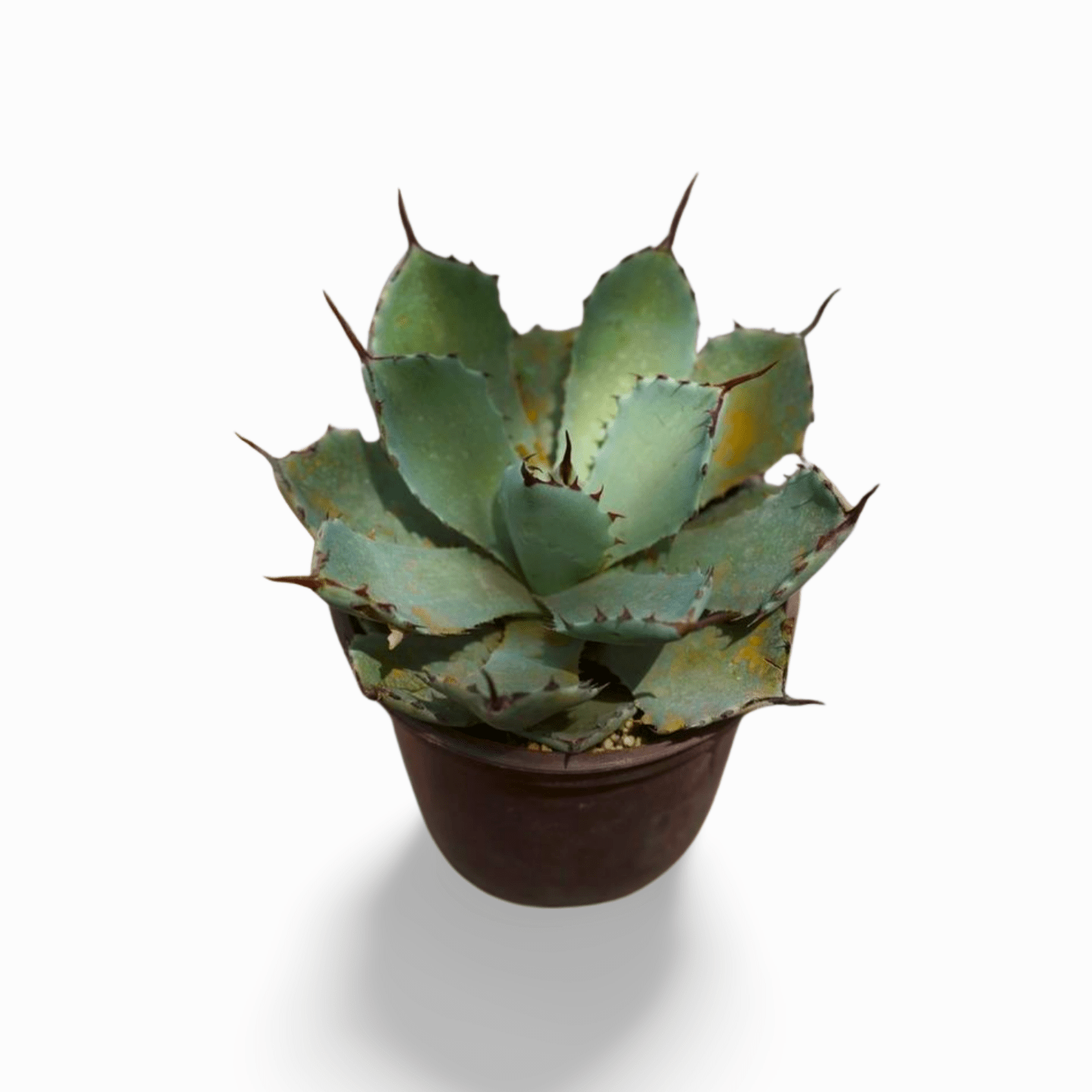 Agave potatorum - Shalamar Nurseries & LandscapersShalamar Nurseries & Landscapers