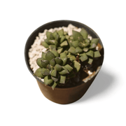 Anacampseros Rufescens 'Sunrise' Imported - Shalamar Nurseries & LandscapersShalamar Nurseries & Landscapers