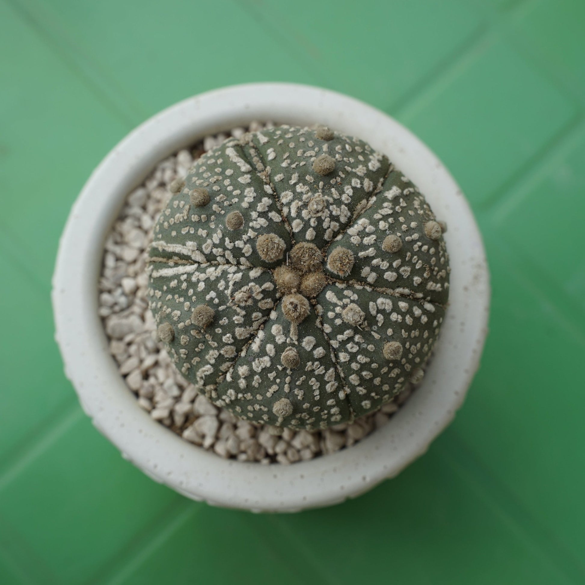 Astrophytum asterias - Shalamar Nurseries & LandscapersShalamar Nurseries & Landscapers