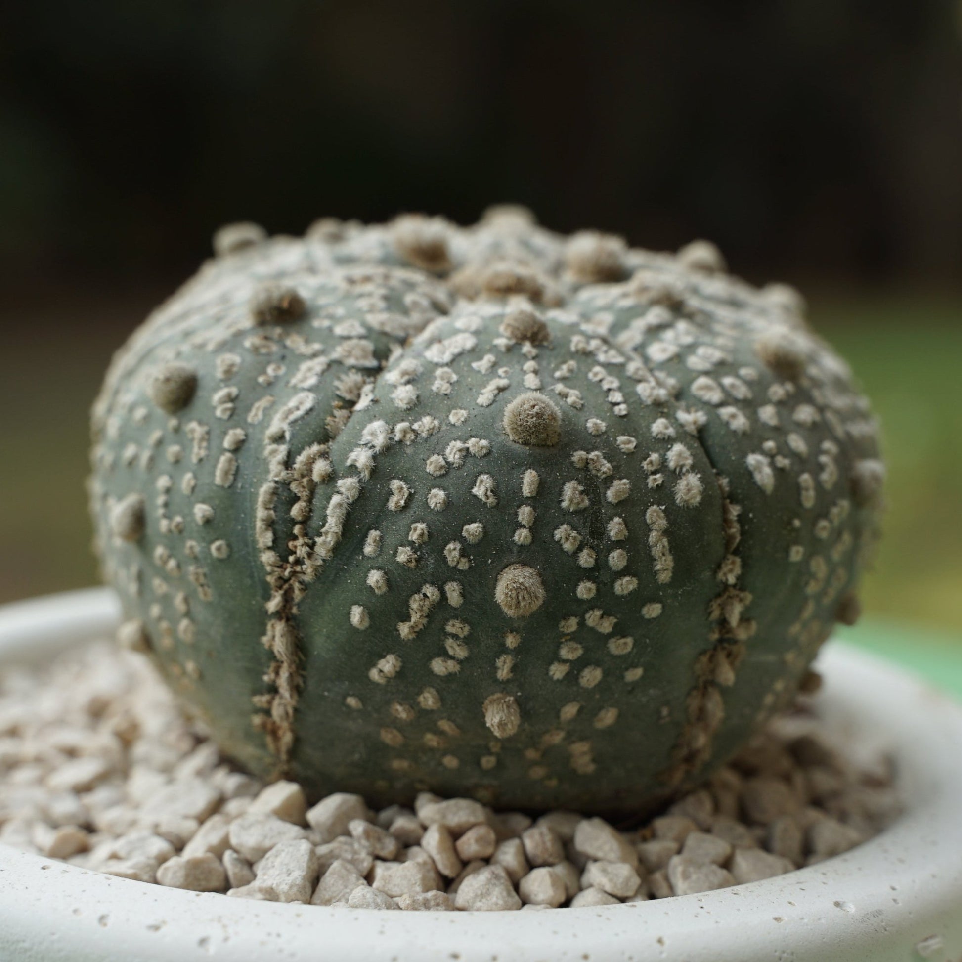 Astrophytum asterias - Shalamar Nurseries & LandscapersShalamar Nurseries & Landscapers