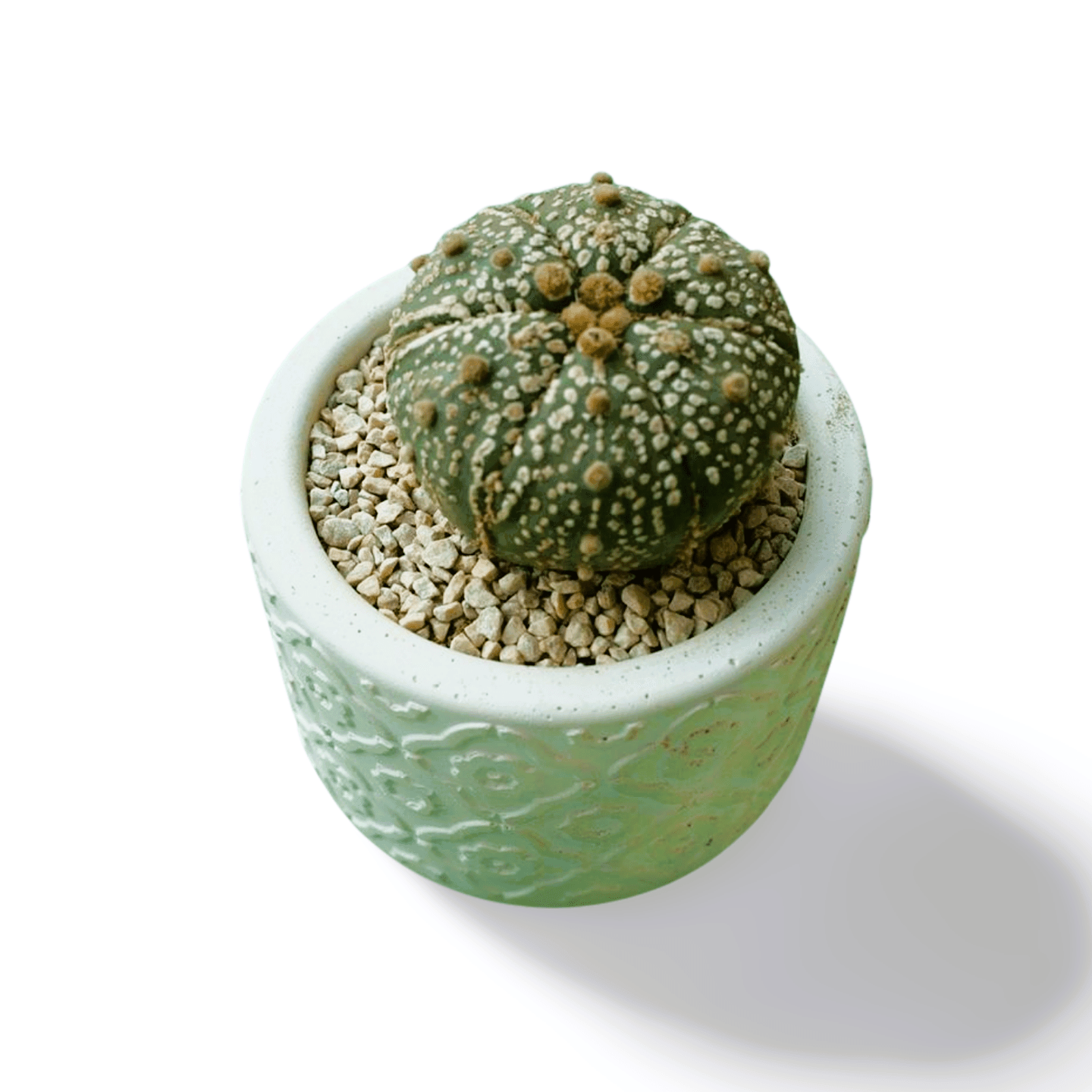 Astrophytum asterias - Shalamar Nurseries & LandscapersShalamar Nurseries & Landscapers