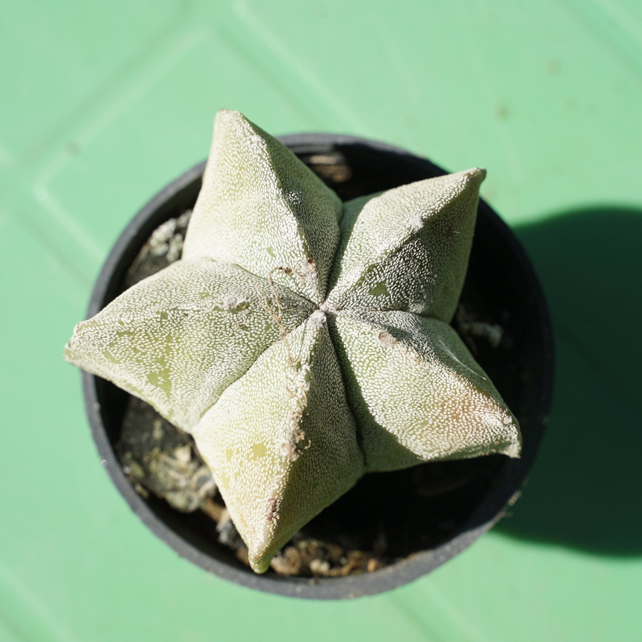 Astrophytum Bishop's cap - Shalamar Nurseries & LandscapersShalamar Nurseries & Landscapers