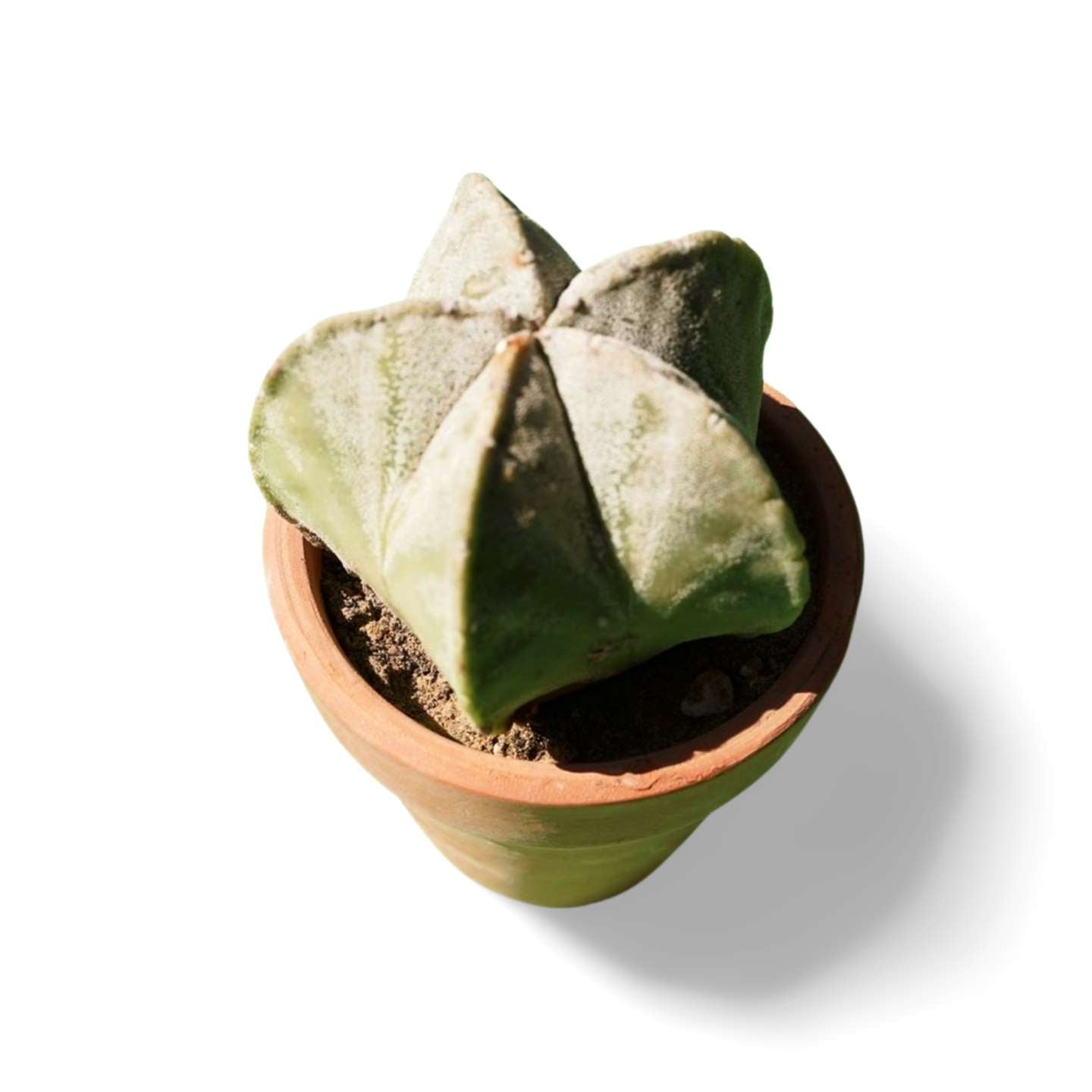 Astrophytum Bishop's cap - Shalamar Nurseries & LandscapersShalamar Nurseries & Landscapers