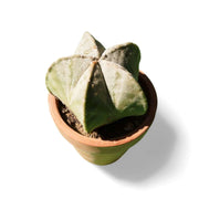 Astrophytum Bishop's cap - Shalamar Nurseries & LandscapersShalamar Nurseries & Landscapers