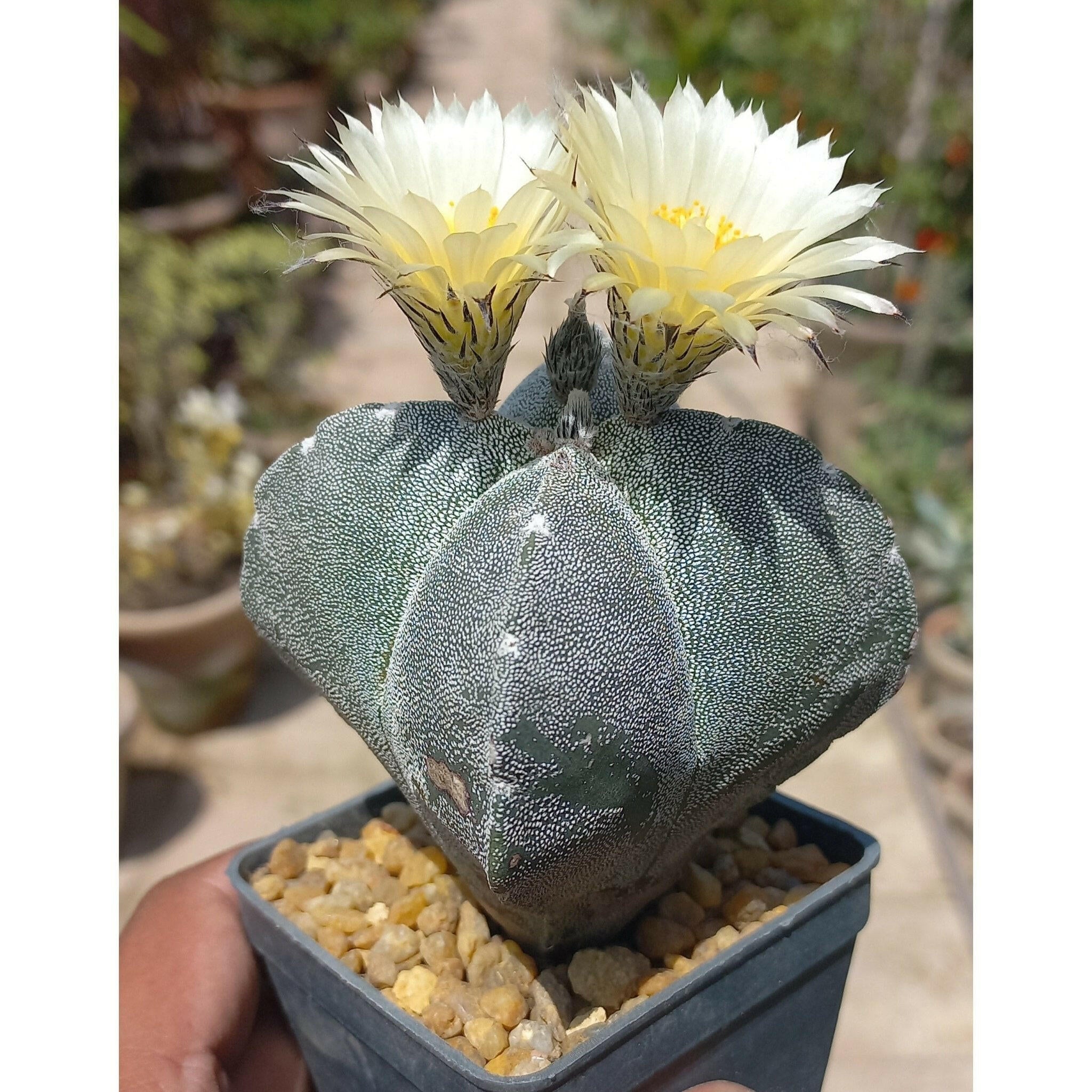 Astrophytum Cactus - Shalamar Nurseries & LandscapersShalamar Nurseries & Landscapers