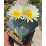 Astrophytum Cactus - Shalamar Nurseries & LandscapersShalamar Nurseries & Landscapers