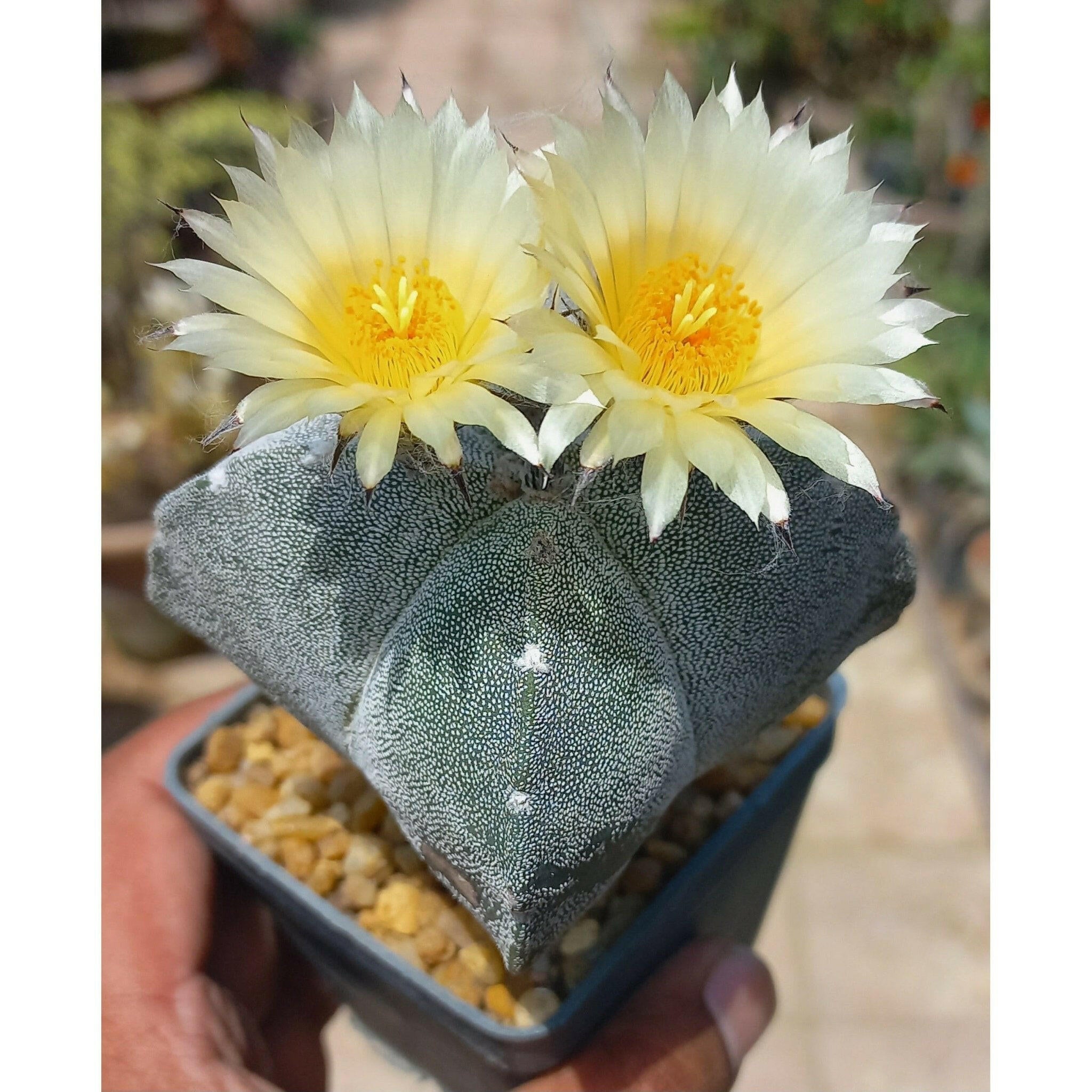 Astrophytum Cactus - Shalamar Nurseries & LandscapersShalamar Nurseries & Landscapers