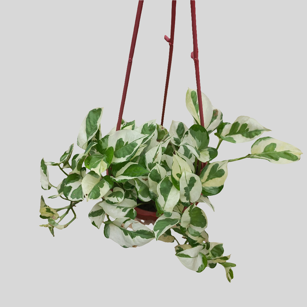 Pothos (Money Plant) Njoy in Hanging Basket