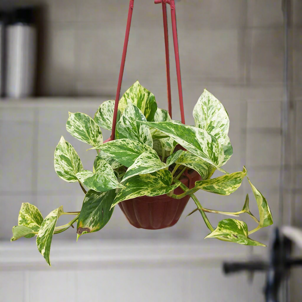 Pothos (Money Plant) Marble Queen in Hanging Basket