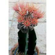 Ball Cactus Grafted - Shalamar Nurseries & LandscapersShalamar Nurseries & Landscapers