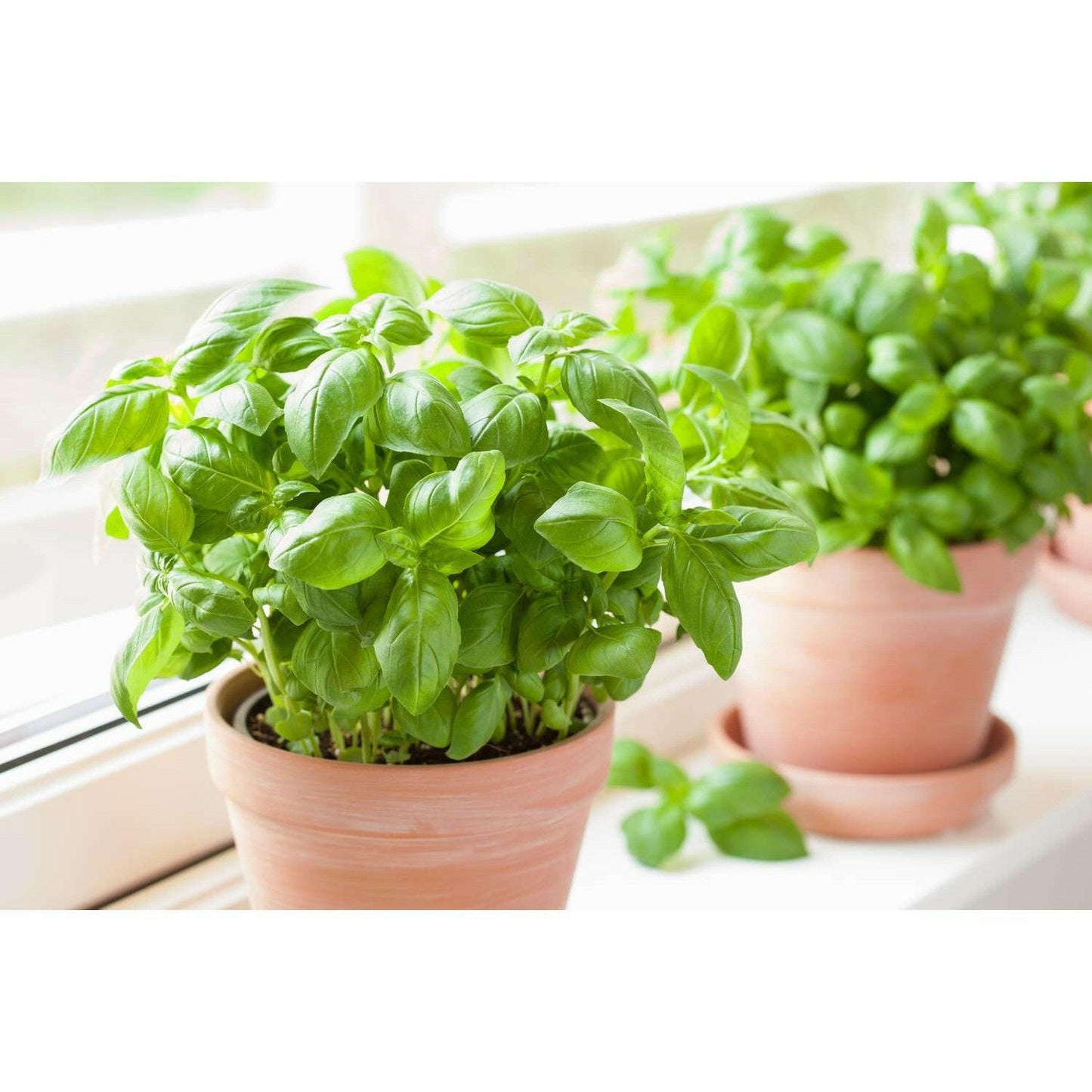 Basil - Shalamar Nurseries & LandscapersShalamar Nurseries & Landscapers