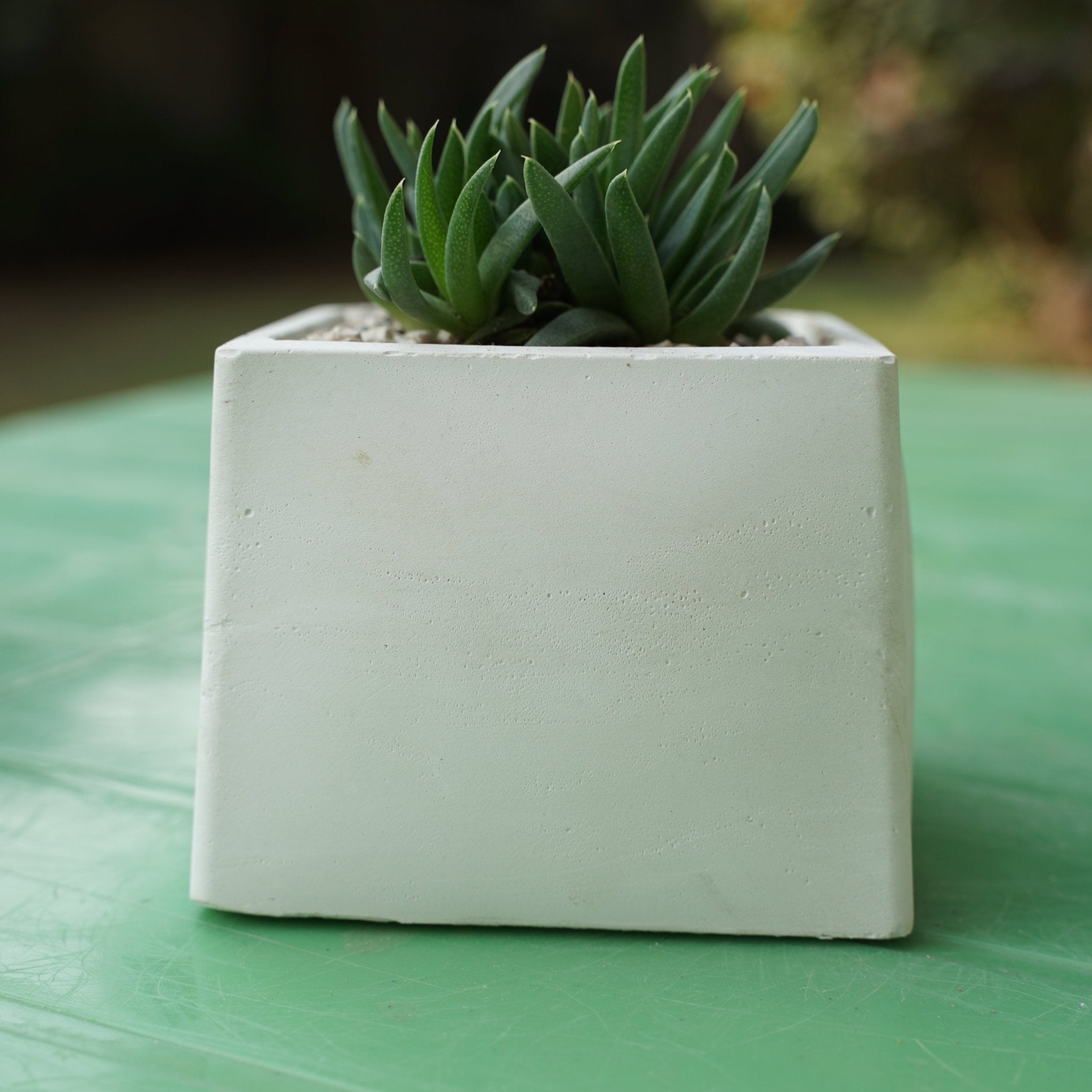 Bergeranthus - Shalamar Nurseries & LandscapersShalamar Nurseries & Landscapers