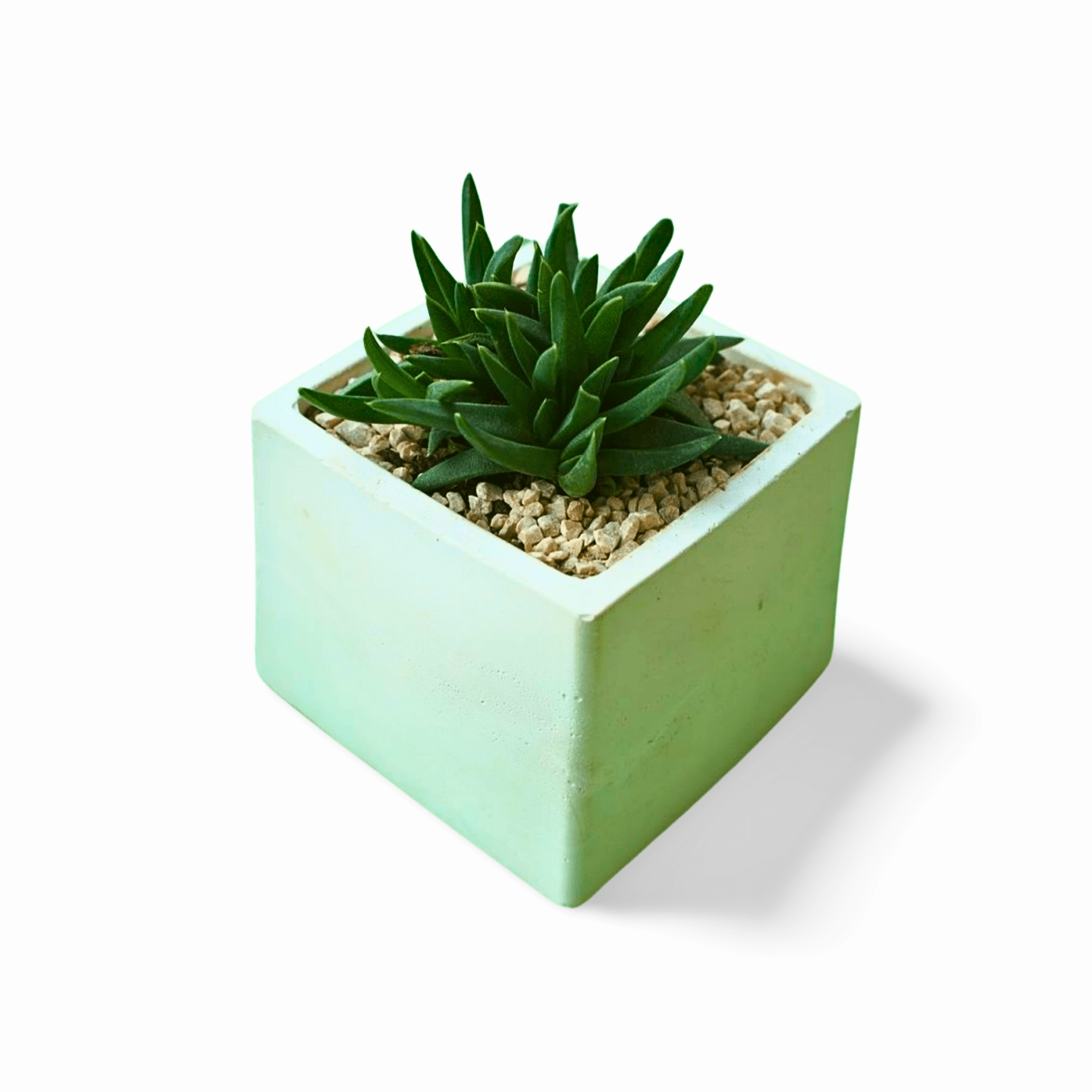 Bergeranthus - Shalamar Nurseries & LandscapersShalamar Nurseries & Landscapers