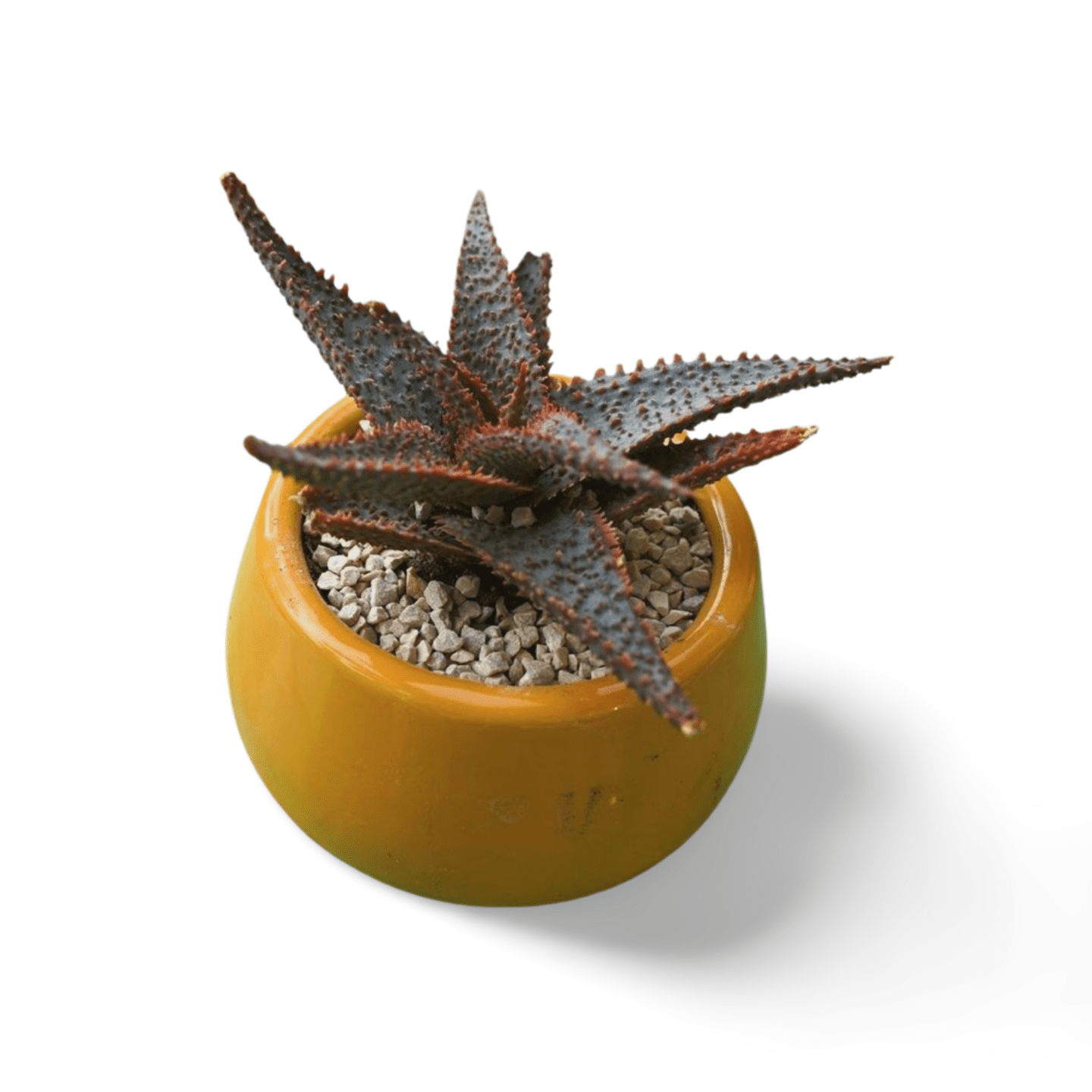 Christmas Carol Aloe - Shalamar Nurseries & LandscapersShalamar Nurseries & Landscapers