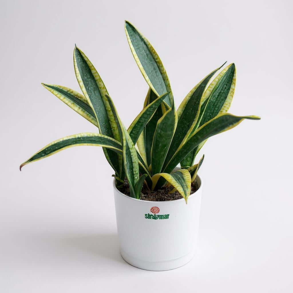 Snake plant in a high quality plastic planter, perfect for homes and offices, low maintenance indoor plant.