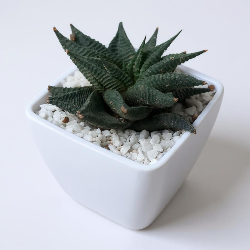 Haworthia Limifolia