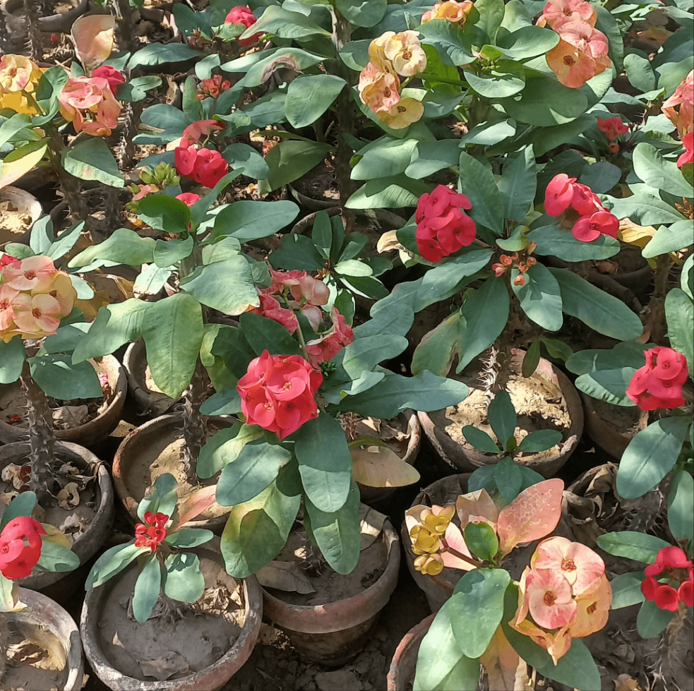 Euphorbia mili Bare rooted - Shalamar Nurseries & LandscapersShalamar Nurseries & Landscapers