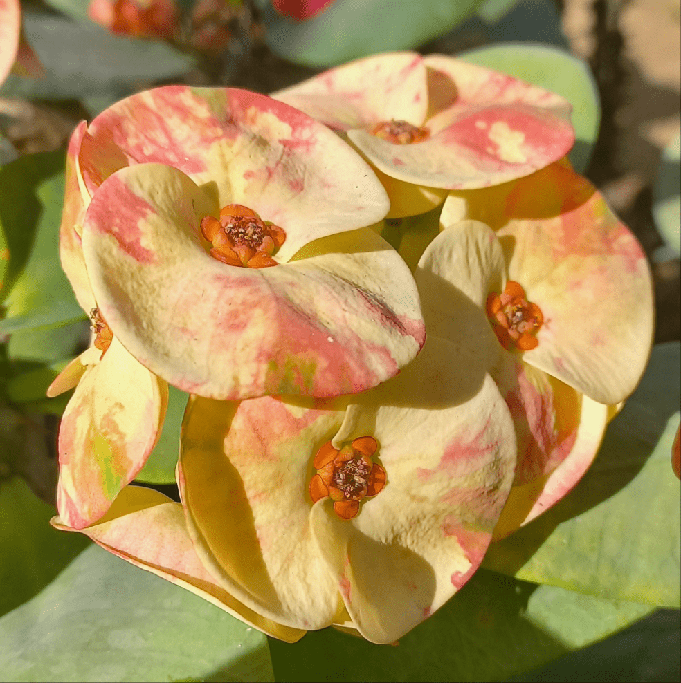 Euphorbia mili Bare rooted - Shalamar Nurseries & LandscapersShalamar Nurseries & Landscapers