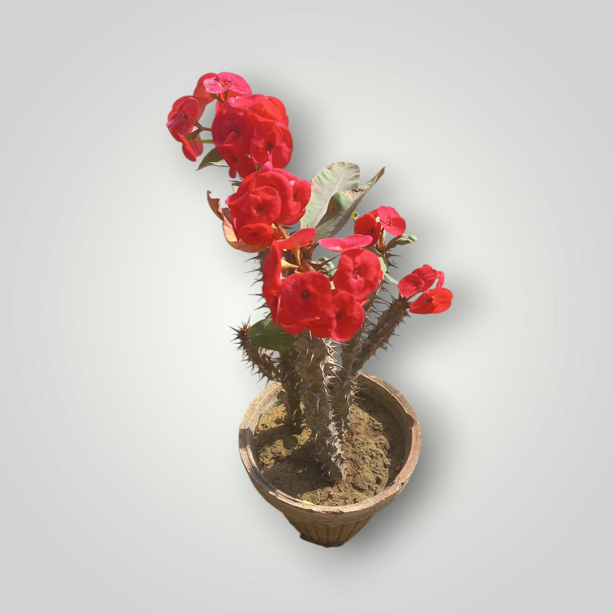 Euphorbia milli - Shalamar Nurseries & LandscapersShalamar Nurseries & Landscapers