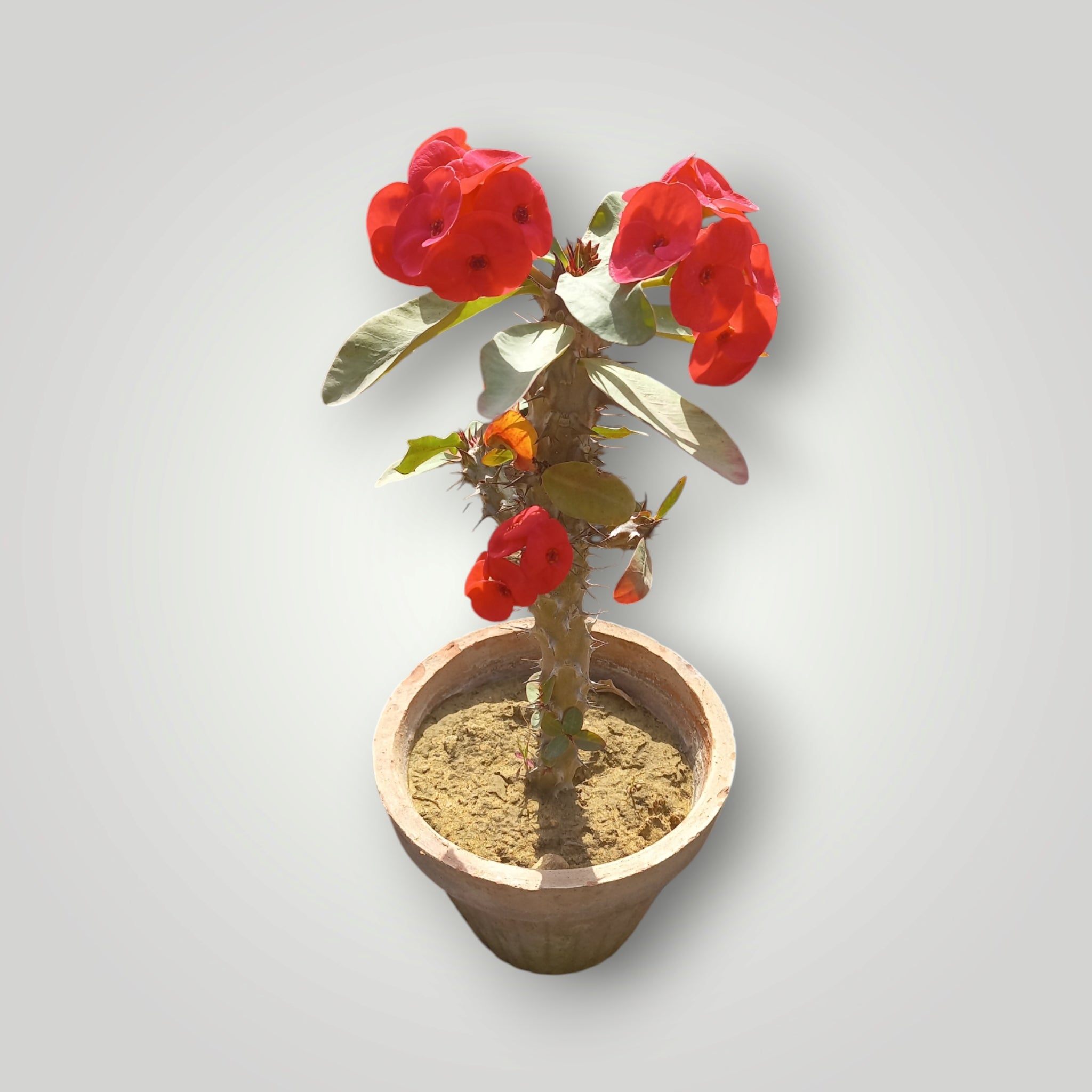 Euphorbia milli - Shalamar Nurseries & LandscapersShalamar Nurseries & Landscapers