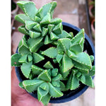Faucaria Tiger Jaw Large - Shalamar Nurseries & LandscapersShalamar Nurseries & Landscapers