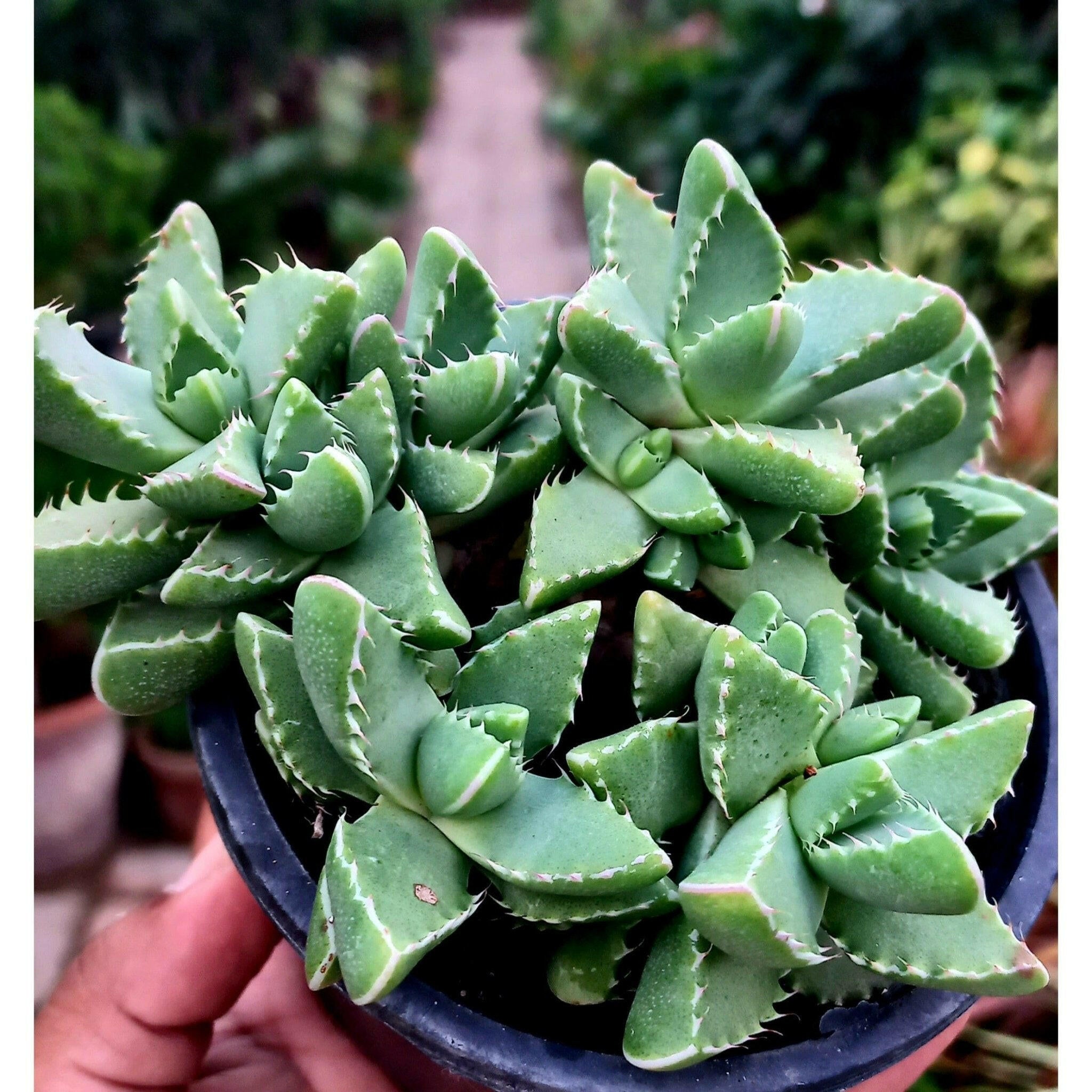 Faucaria Tiger Jaw Large - Shalamar Nurseries & LandscapersShalamar Nurseries & Landscapers