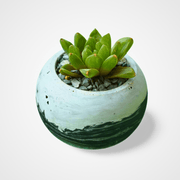 Haworthia Cooperi - Shalamar Nurseries & LandscapersShalamar Nurseries & Landscapers