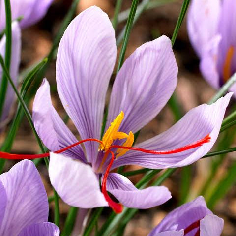 Saffron Crocus Purple Bulbs