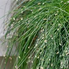 Fiber Optic Grass Isolepsis