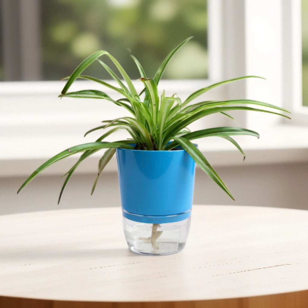 Chlorophytum Variegated Spider Plant