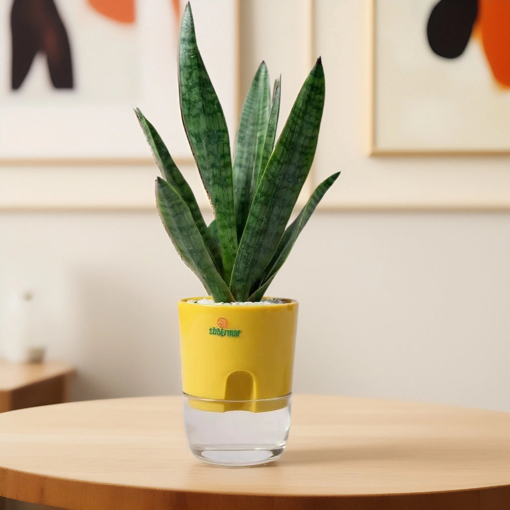 Sansevieria trifasciata (Snake Plant Green)