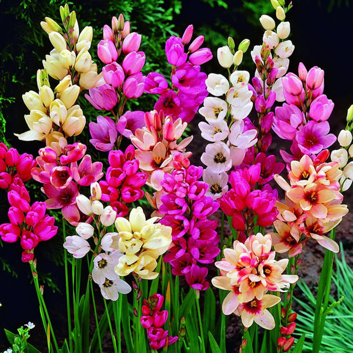 Ixia bulbs Mix Pack of 10