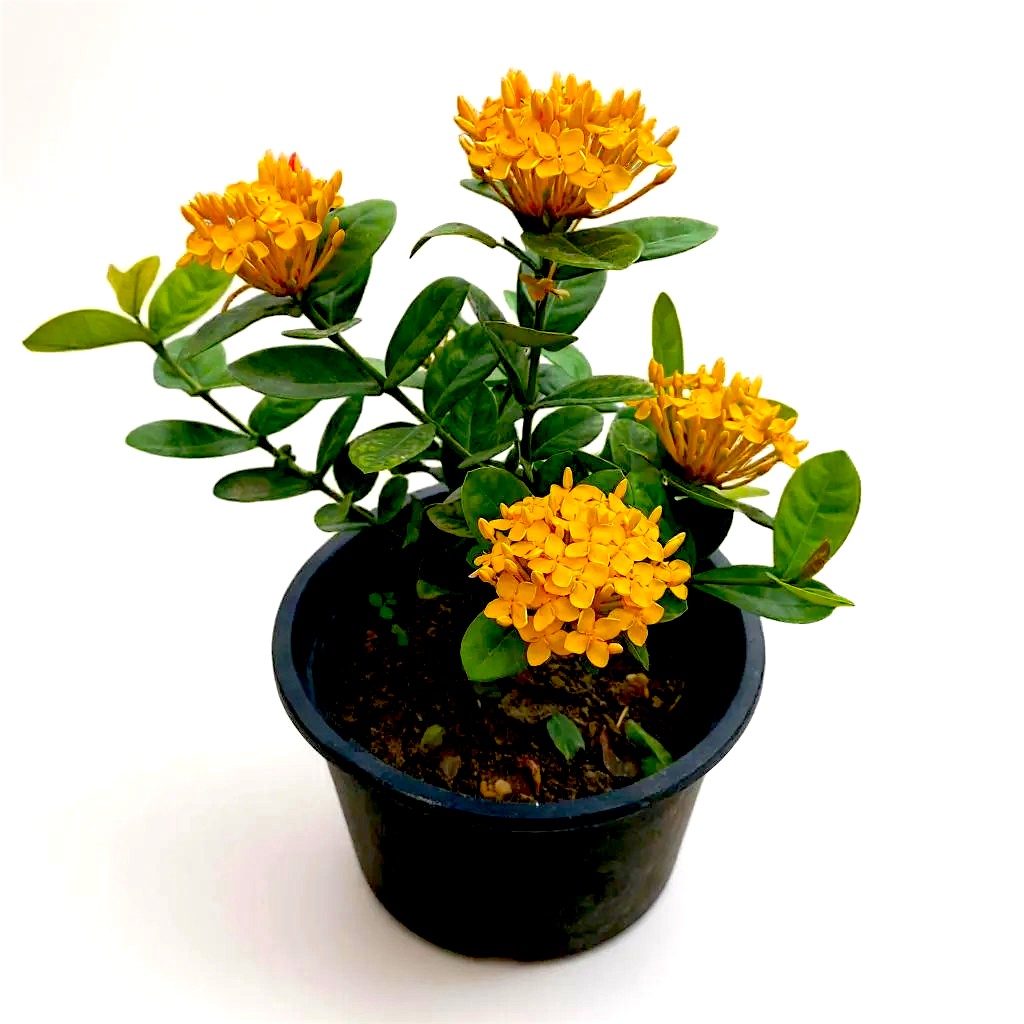 Ixora peach