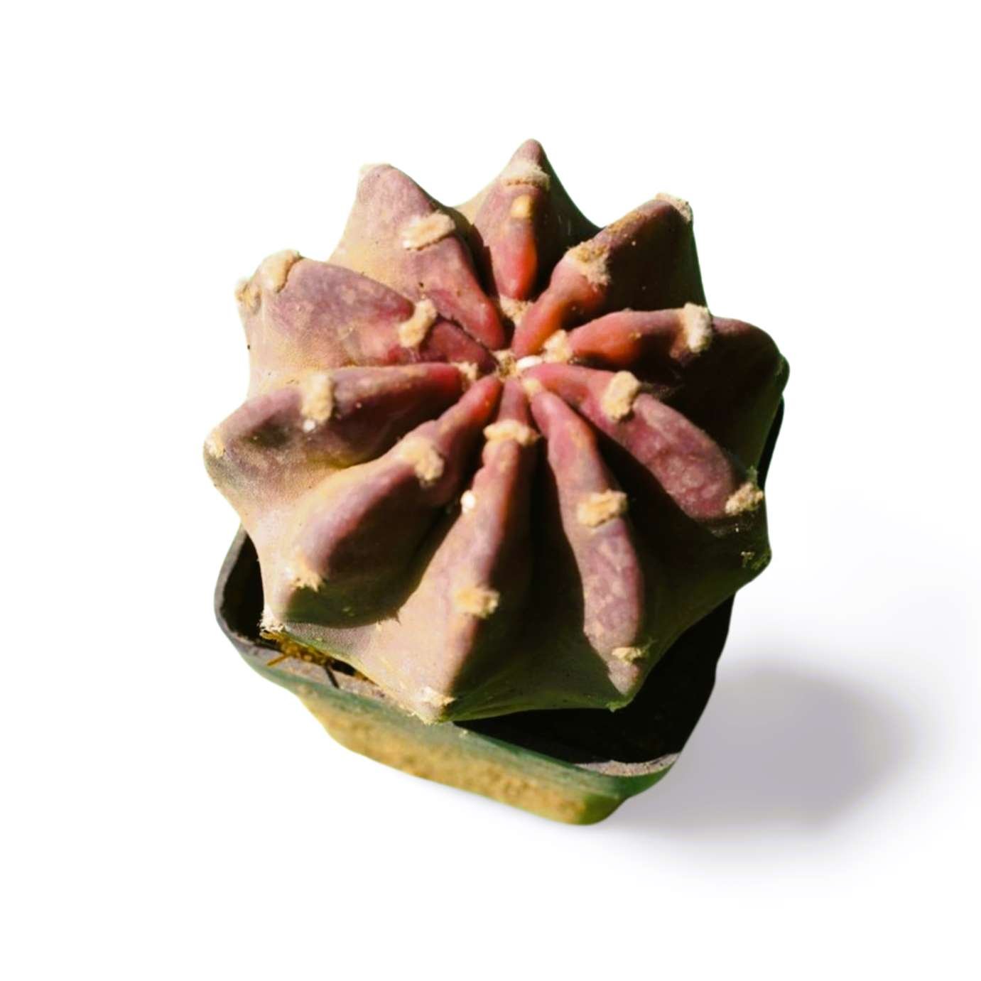 Labivia Easter Lily Cactus - Shalamar Nurseries & LandscapersShalamar Nurseries & Landscapers