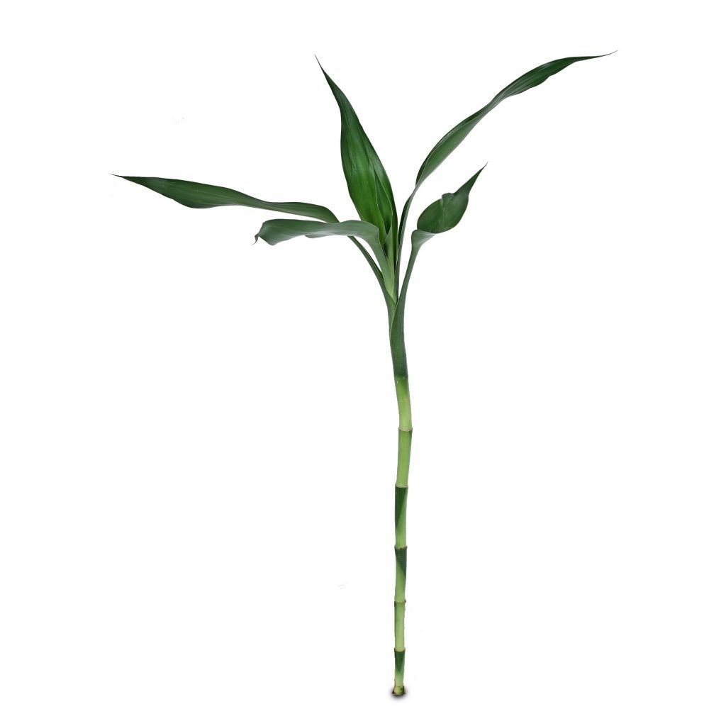 Lucky Bamboo Stick Straight - Shalamar Nurseries & LandscapersShalamar Nurseries & Landscapers