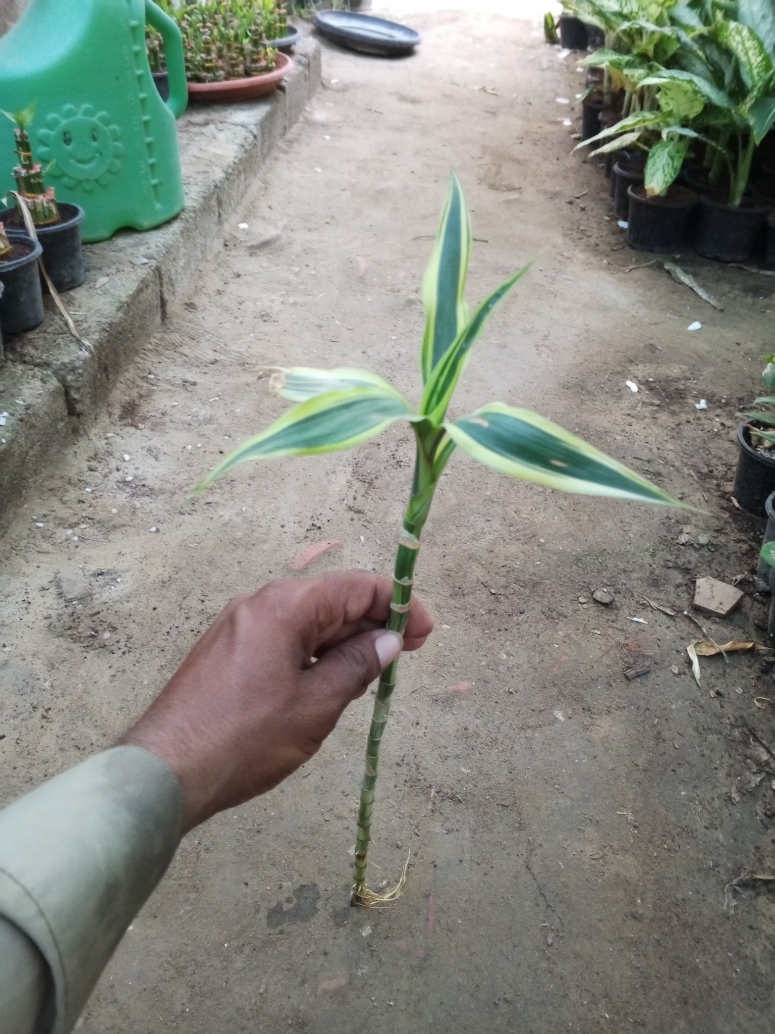 Lucky Bamboo Stick Straight - Shalamar Nurseries & LandscapersShalamar Nurseries & Landscapers