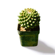 Mammialaria Pineapple small - Shalamar Nurseries & LandscapersShalamar Nurseries & Landscapers