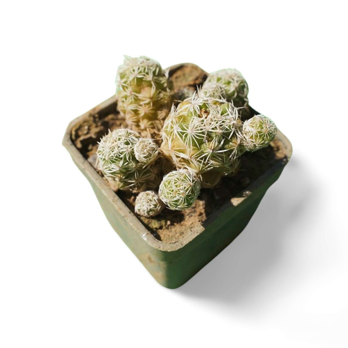 Mammialaria vetula Thimble cactus - Shalamar Nurseries & LandscapersShalamar Nurseries & Landscapers