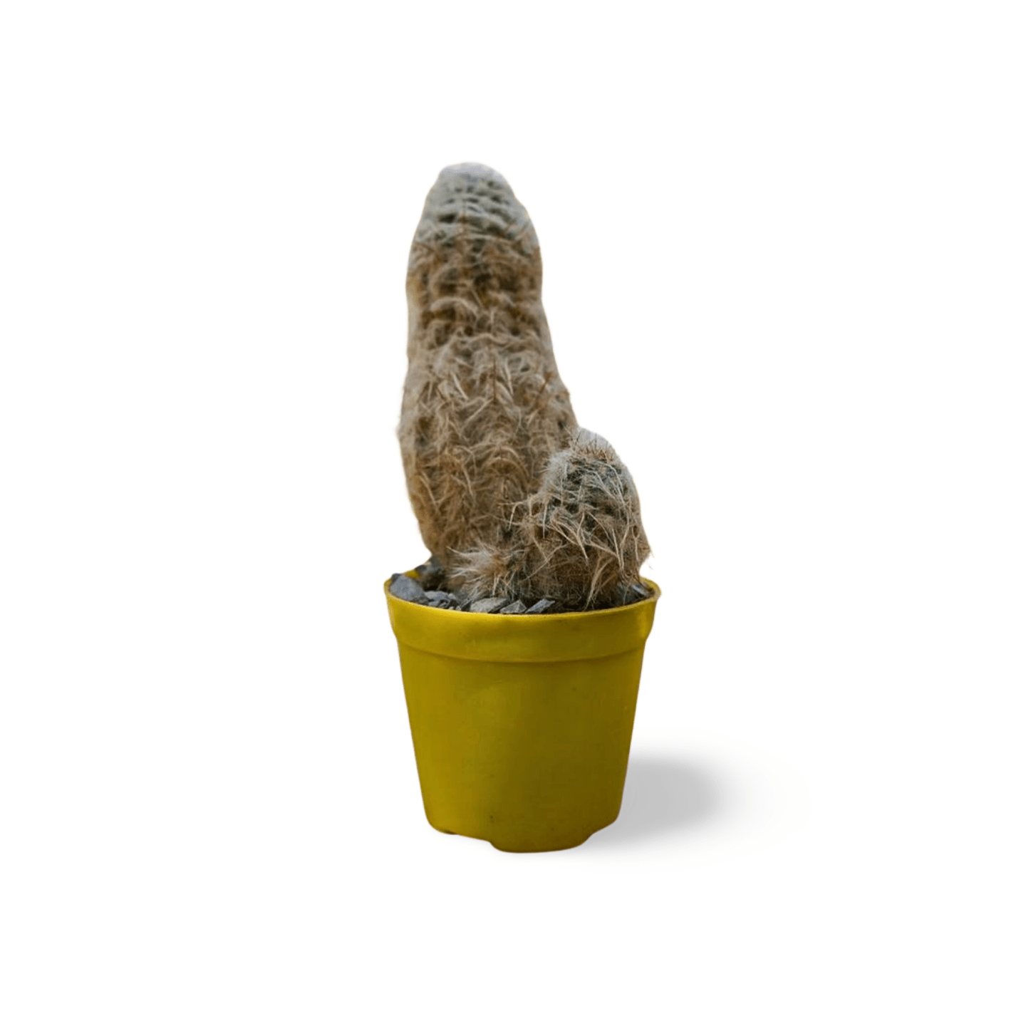 Mammialria plumosa - Shalamar Nurseries & LandscapersShalamar Nurseries & Landscapers