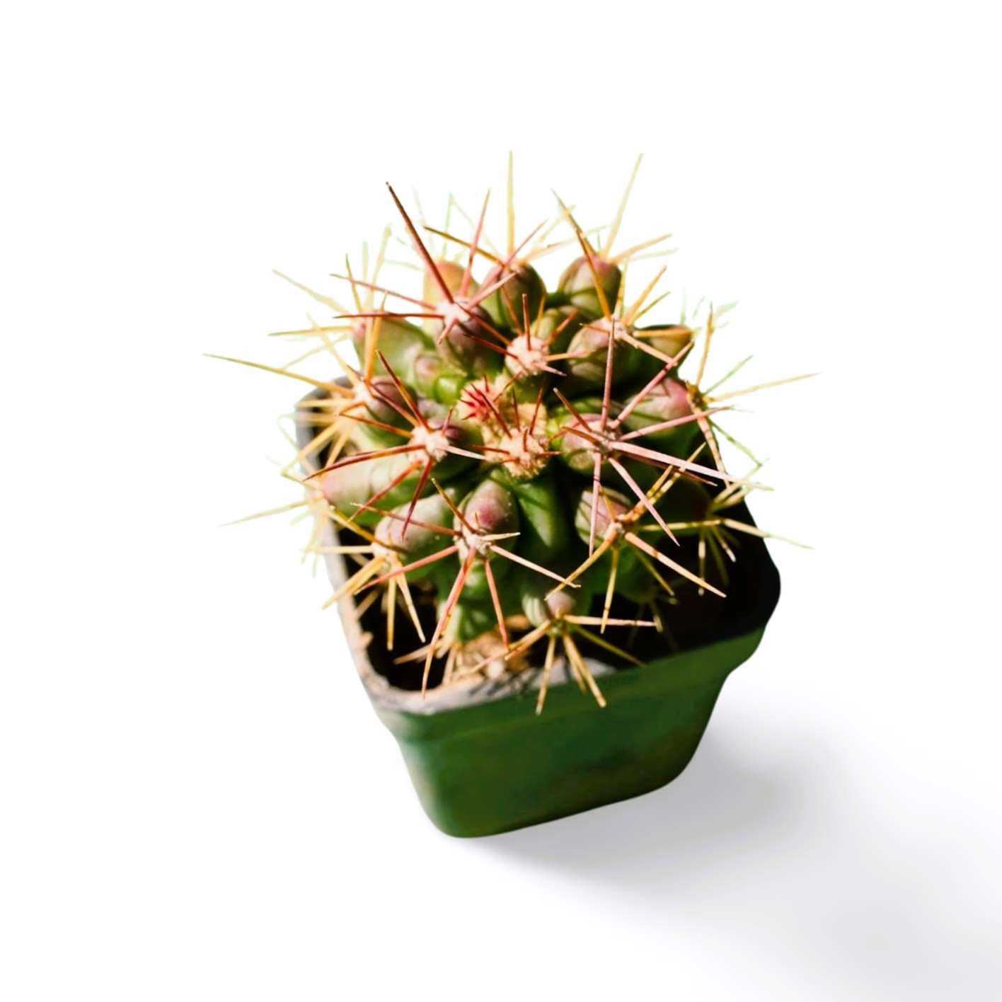 Mammilaria nivosa - Shalamar Nurseries & LandscapersShalamar Nurseries & Landscapers