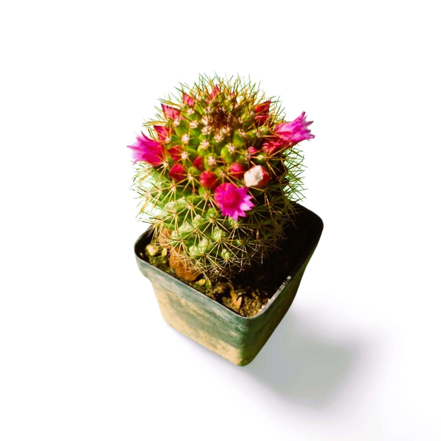 Mammilaria Spiny Pincushion - Shalamar Nurseries & LandscapersShalamar Nurseries & Landscapers
