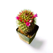 Mammilaria Spiny Pincushion - Shalamar Nurseries & LandscapersShalamar Nurseries & Landscapers