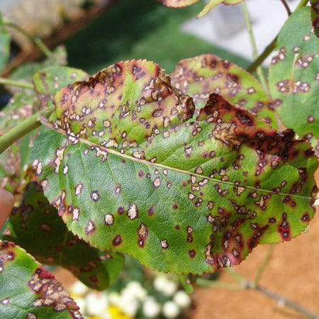 Leaf rot