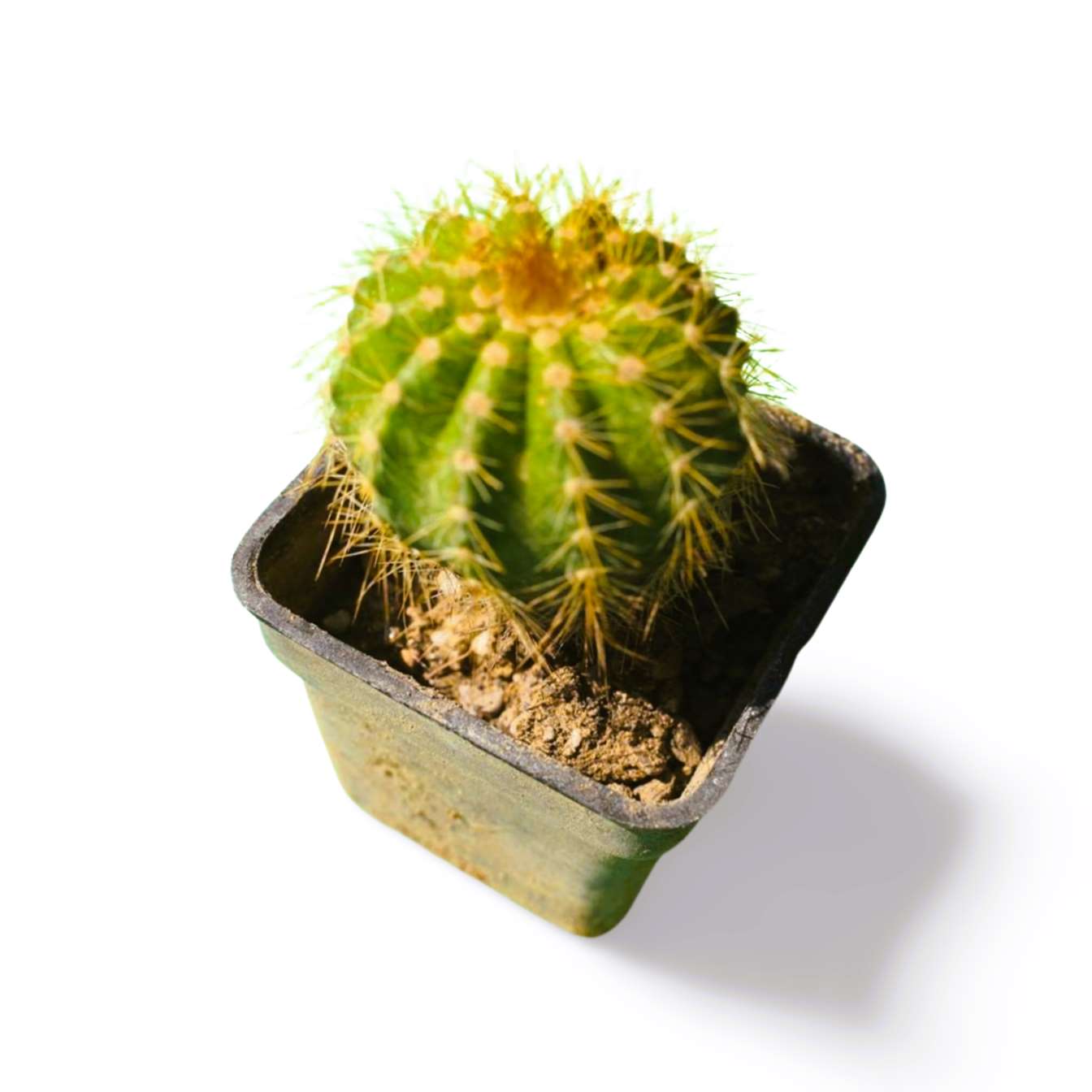 Parodia Balloon Cactus - Shalamar Nurseries & LandscapersShalamar Nurseries & Landscapers