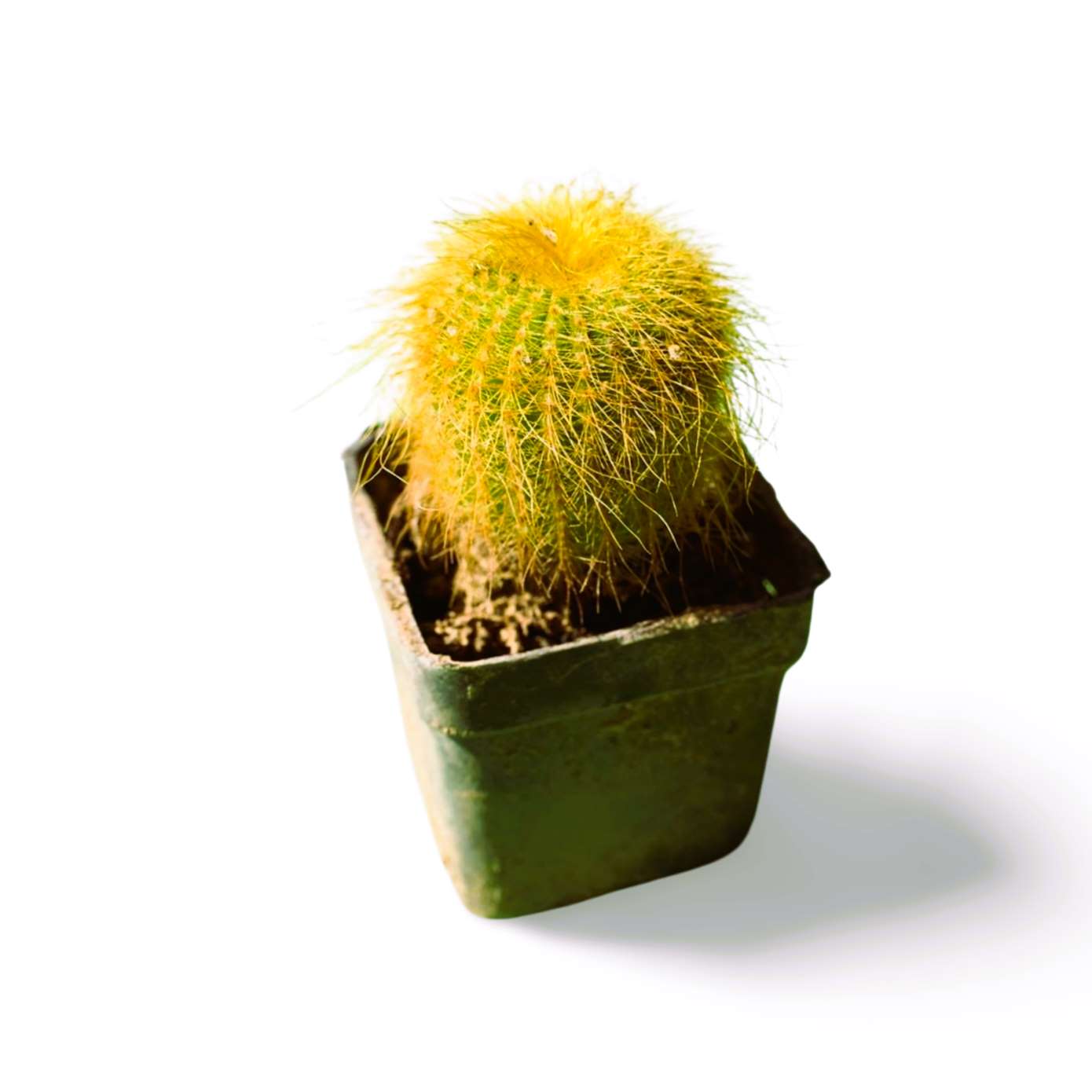 Parodia Golden Ball Cactus - Shalamar Nurseries & LandscapersShalamar Nurseries & Landscapers